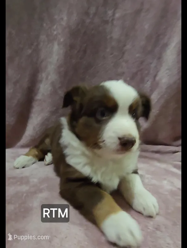 Rush – Miniature Australian Shepherd puppy for sale in Bend, OR