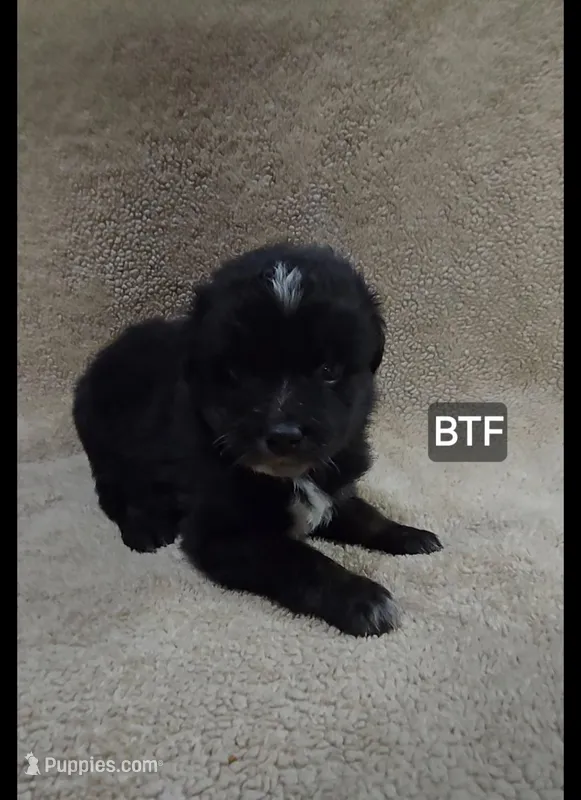 Èsme – Miniature Australian Shepherd puppy for sale in Bend, OR