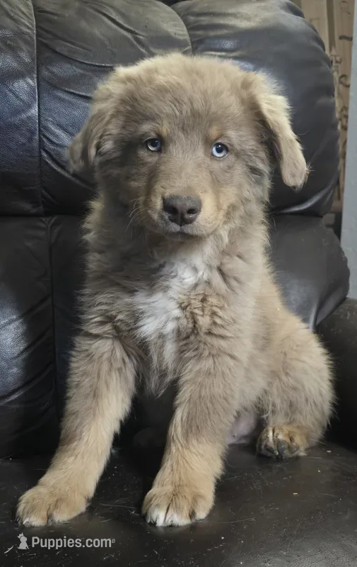 Caspian , a male Miniature Australian Shepherd for sale in Bend, OR – 1 of 1