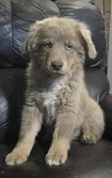 Caspian , a male Miniature Australian Shepherd for sale in Bend, OR – 1 of 1