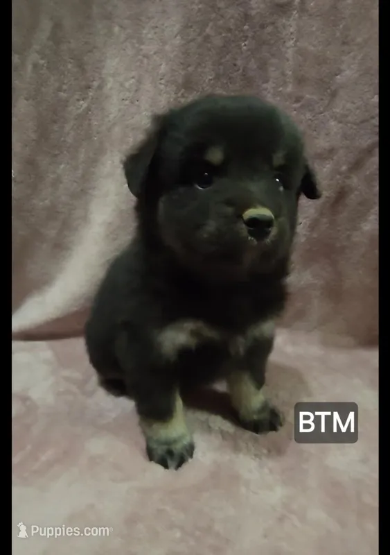 Onyx – Miniature Australian Shepherd puppy for sale in Bend, OR