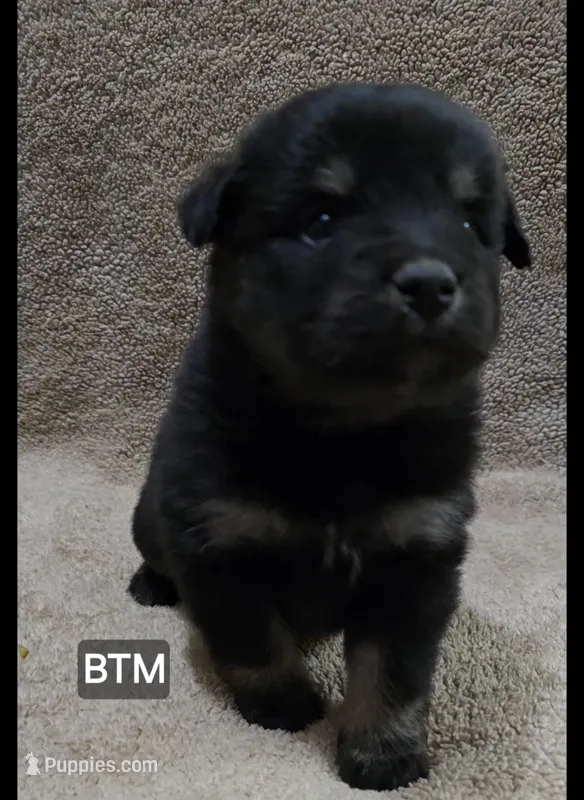 Onyx – Miniature Australian Shepherd puppy for sale in Bend, OR