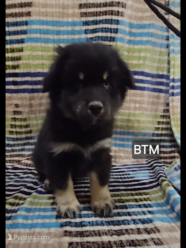 Onyx – Miniature Australian Shepherd puppy for sale in Bend, OR