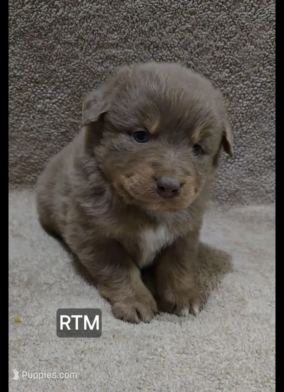 Caspian  – Miniature Australian Shepherd puppy for sale in Bend, OR