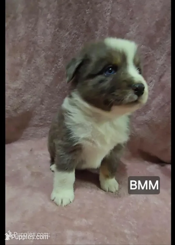Quinn – Miniature Australian Shepherd puppy for sale in Bend, OR