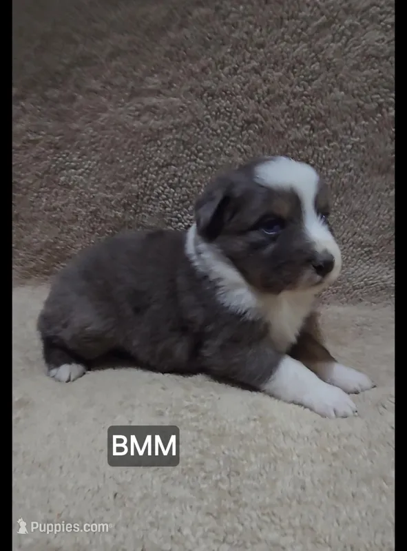 Quinn – Miniature Australian Shepherd puppy for sale in Bend, OR