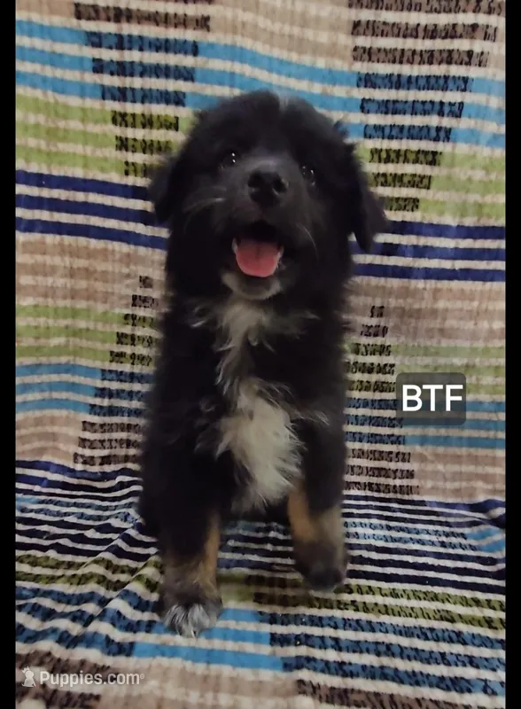 Èsme – Miniature Australian Shepherd puppy for sale in Bend, OR
