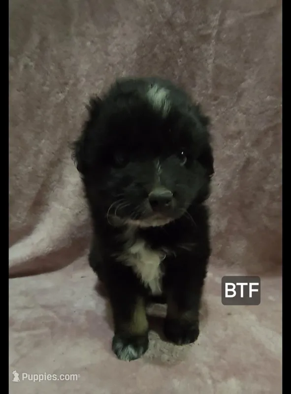 Èsme – Miniature Australian Shepherd puppy for sale in Bend, OR