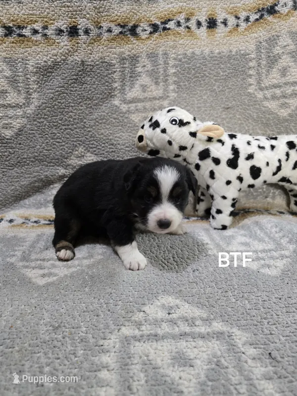 BTF1 – Miniature Australian Shepherd puppy for sale in Bend, OR