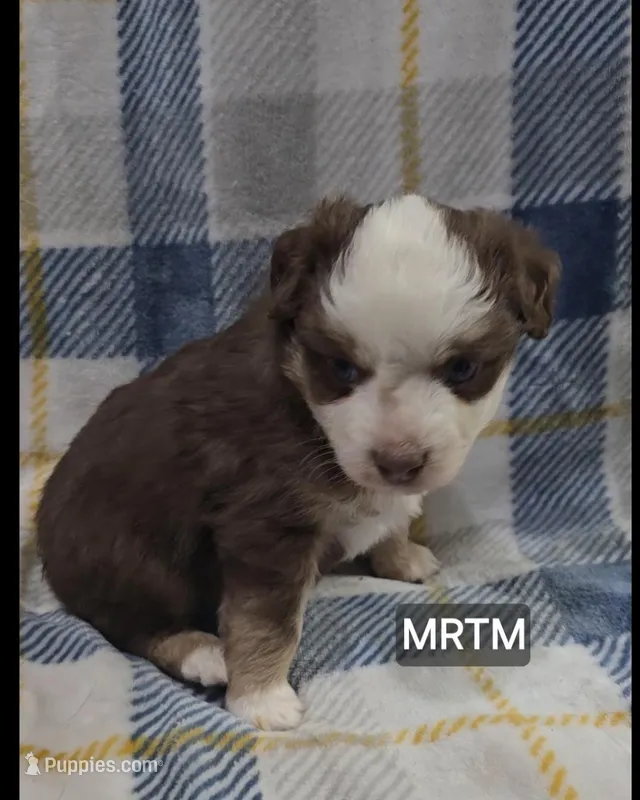 Harper – Toy Australian Shepherd puppy for sale in Bend, OR