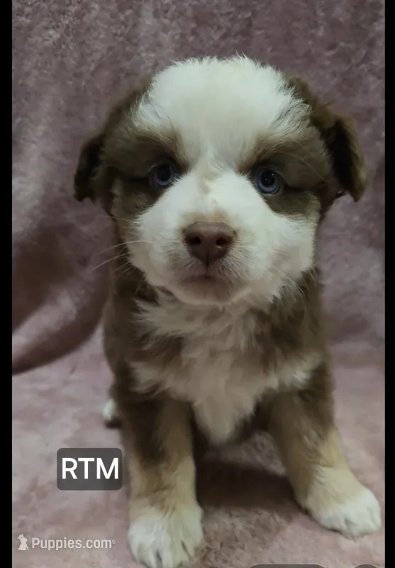 Harper – Toy Australian Shepherd puppy for sale in Bend, OR