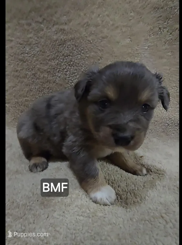 Delphine  – Miniature Australian Shepherd puppy for sale in Bend, OR