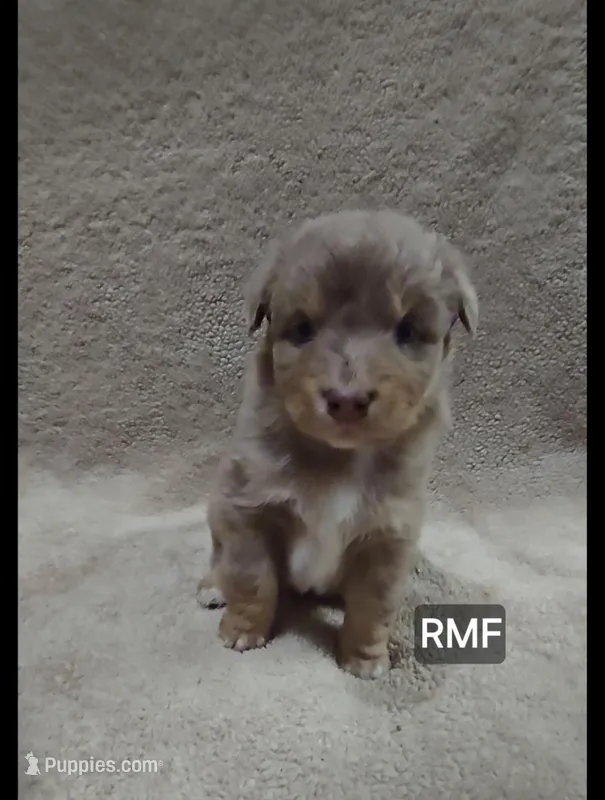 Millie – Miniature Australian Shepherd puppy for sale in Bend, OR