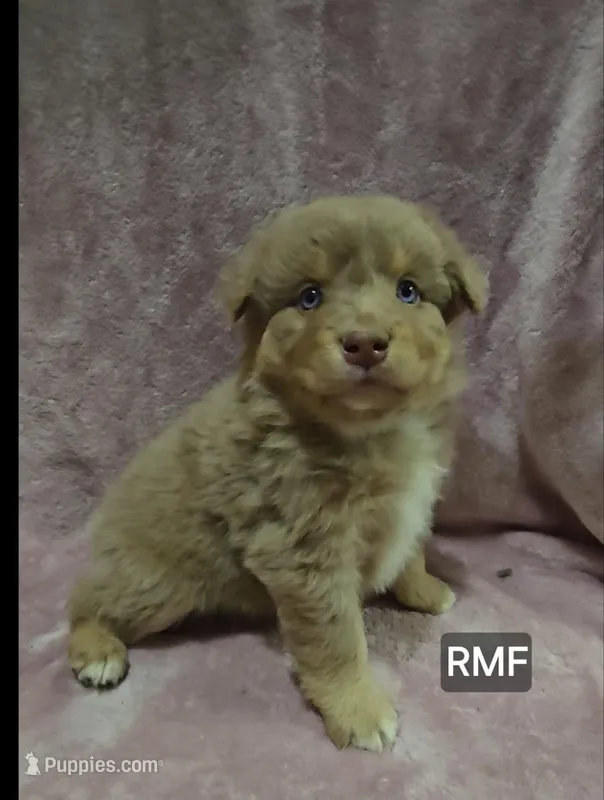 Millie – Miniature Australian Shepherd puppy for sale in Bend, OR