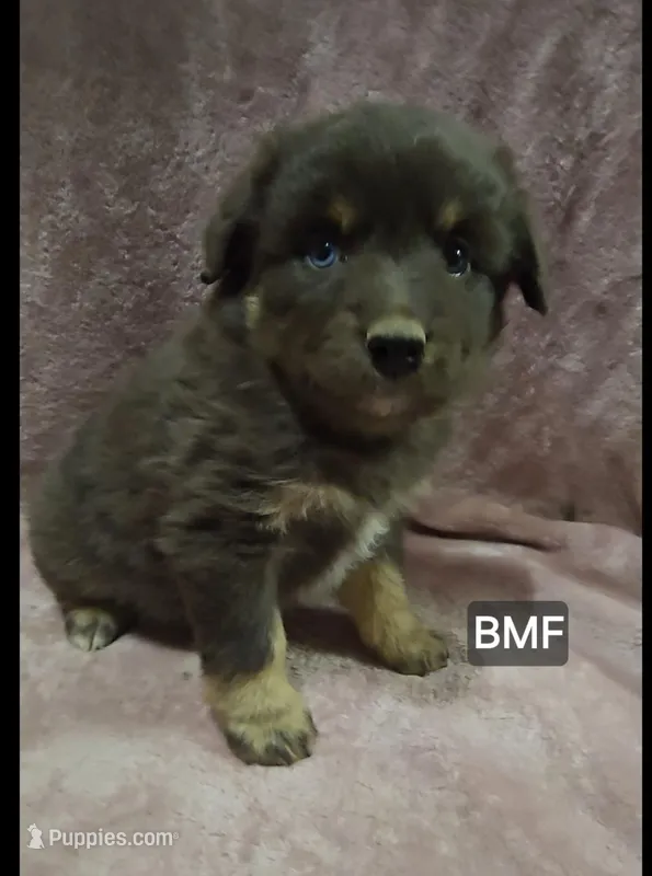 Clementine  – Miniature Australian Shepherd puppy for sale in Bend, OR