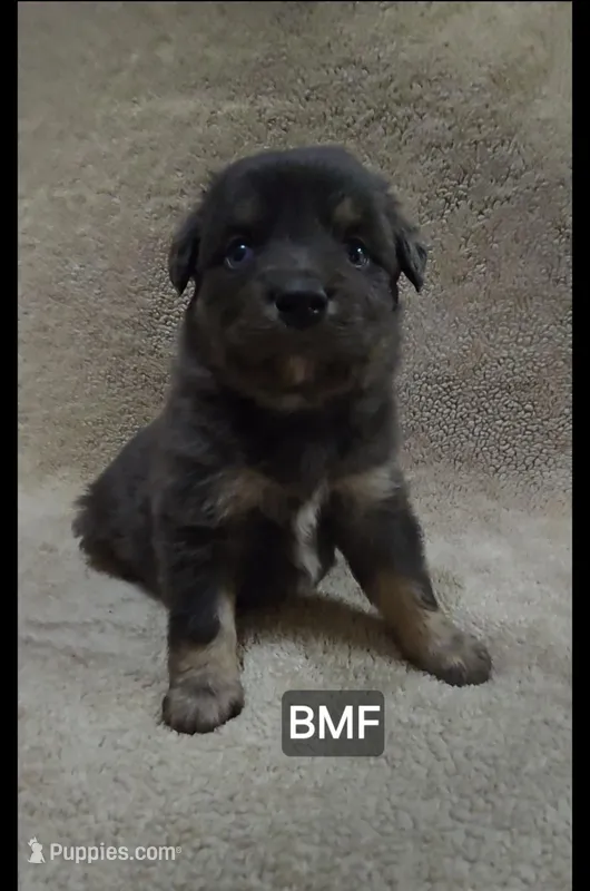 Clementine  – Miniature Australian Shepherd puppy for sale in Bend, OR