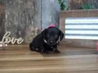 Ally, a female Miniature Dachshund for sale in Koshkonong, MO – 5 of 5