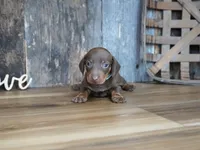 Brady, a male Miniature Dachshund for sale in Koshkonong, MO – 1 of 6