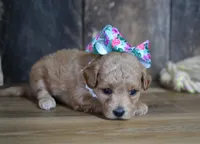 Grace, a female Maltipoo for sale in Koshkonong, MO – 2 of 4