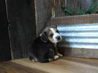 Sampson, a male Beagle for sale in Koshkonong, MO – 6 of 7