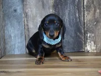 Treyton, a male Miniature Dachshund for sale in Koshkonong, MO – Photo 1 of 4