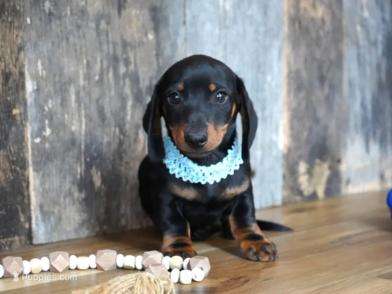 Treyton-Discounted Today! – Miniature Dachshund puppy for sale in Koshkonong, MO