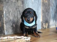 Treyton, a male Miniature Dachshund for sale in Koshkonong, MO – Photo 4 of 4