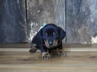 Treyton, a male Miniature Dachshund for sale in Koshkonong, MO – Photo 5 of 5