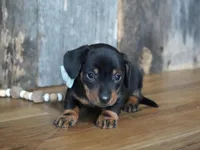 Treyton, a male Miniature Dachshund for sale in Koshkonong, MO – Photo 4 of 5