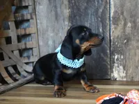 Treyton, a male Miniature Dachshund for sale in Koshkonong, MO – Photo 3 of 4