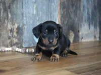 Treyton, a male Miniature Dachshund for sale in Koshkonong, MO – Photo 2 of 5