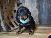 Treyton, a male Miniature Dachshund for sale in Koshkonong, MO – Photo 2 of 4