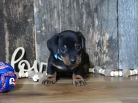 Treyton, a male Miniature Dachshund for sale in Koshkonong, MO – Photo 3 of 5