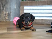 Belle, a female Miniature Dachshund for sale in Koshkonong, MO – 1 of 5