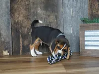 Cooper, a male Beagle for sale in Koshkonong, MO – 5 of 10