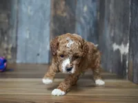 Duke, a male Cavapoo for sale in Koshkonong, MO – 5 of 6