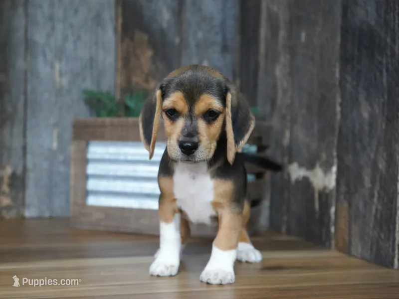 Chase – Beagle puppy for sale in Koshkonong, MO