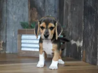 Chase, a male Beagle for sale in Koshkonong, MO – 1 of 8