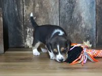 Cooper, a male Beagle for sale in Koshkonong, MO – 4 of 8
