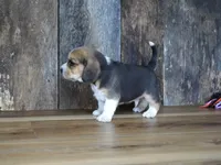 Brett, a male Beagle for sale in Koshkonong, MO – 6 of 9