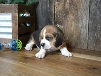 Trav, a male Beagle for sale in Koshkonong, MO – 7 of 7