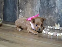 Sara, a female Maltipoo for sale in Koshkonong, MO – 5 of 7