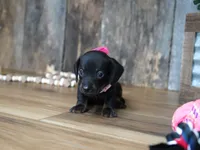 Ally, a female Miniature Dachshund for sale in Koshkonong, MO – 3 of 5