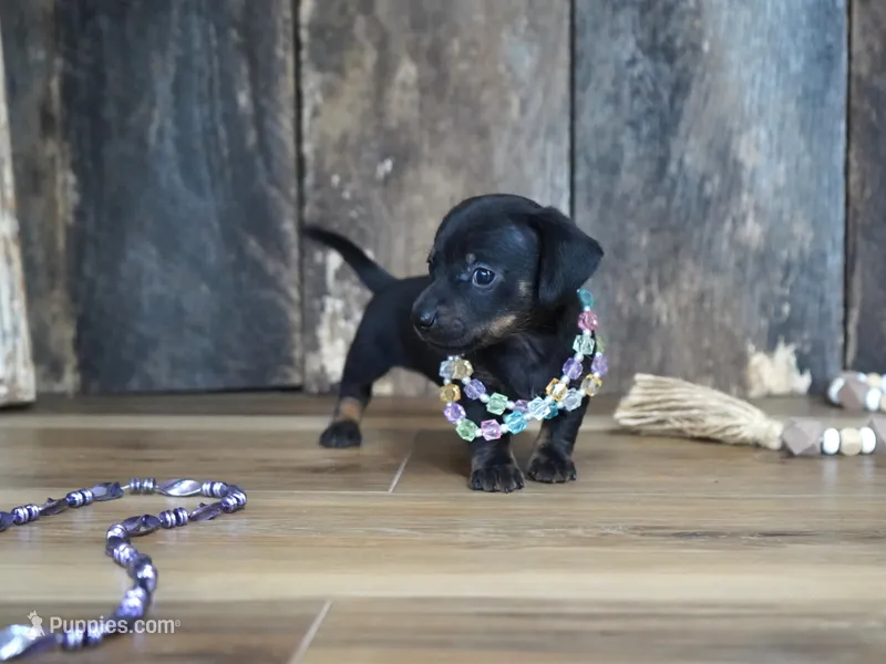 Abbi – Miniature Dachshund puppy for sale in Koshkonong, MO