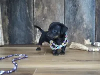 Abbi, a female Miniature Dachshund for sale in Koshkonong, MO – 1 of 8