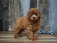 Jaxon, a male Cavapoo for sale in Koshkonong, MO – 1 of 8