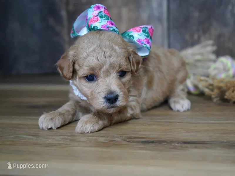 Grace – Maltipoo puppy for sale in Koshkonong, MO
