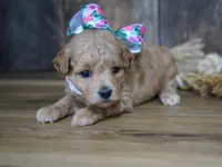 Grace, a female Maltipoo for sale in Koshkonong, MO – 1 of 4