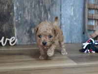 Nessa, a female Maltipoo for sale in Koshkonong, MO – 7 of 7