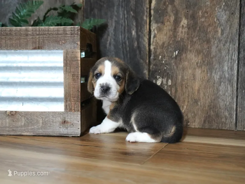 Sampson – Beagle puppy for sale in Koshkonong, MO